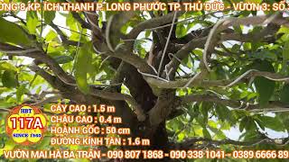 HBT-117A