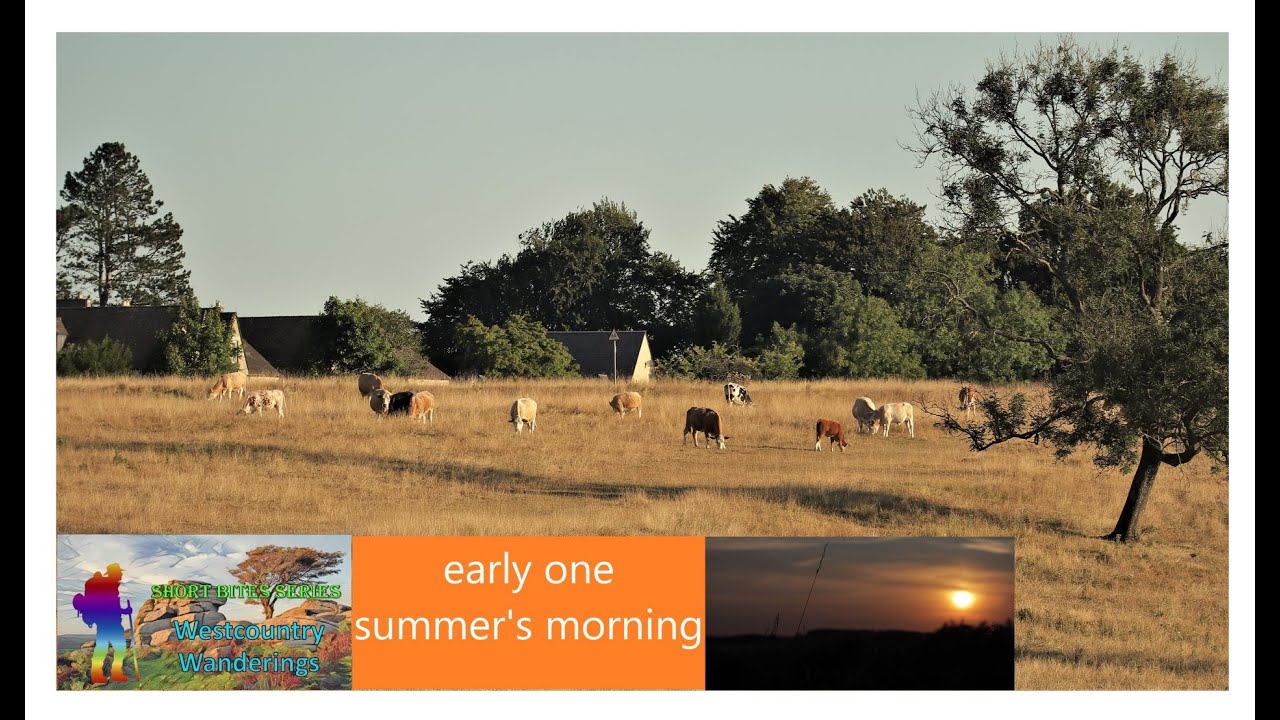 early one summer's morning