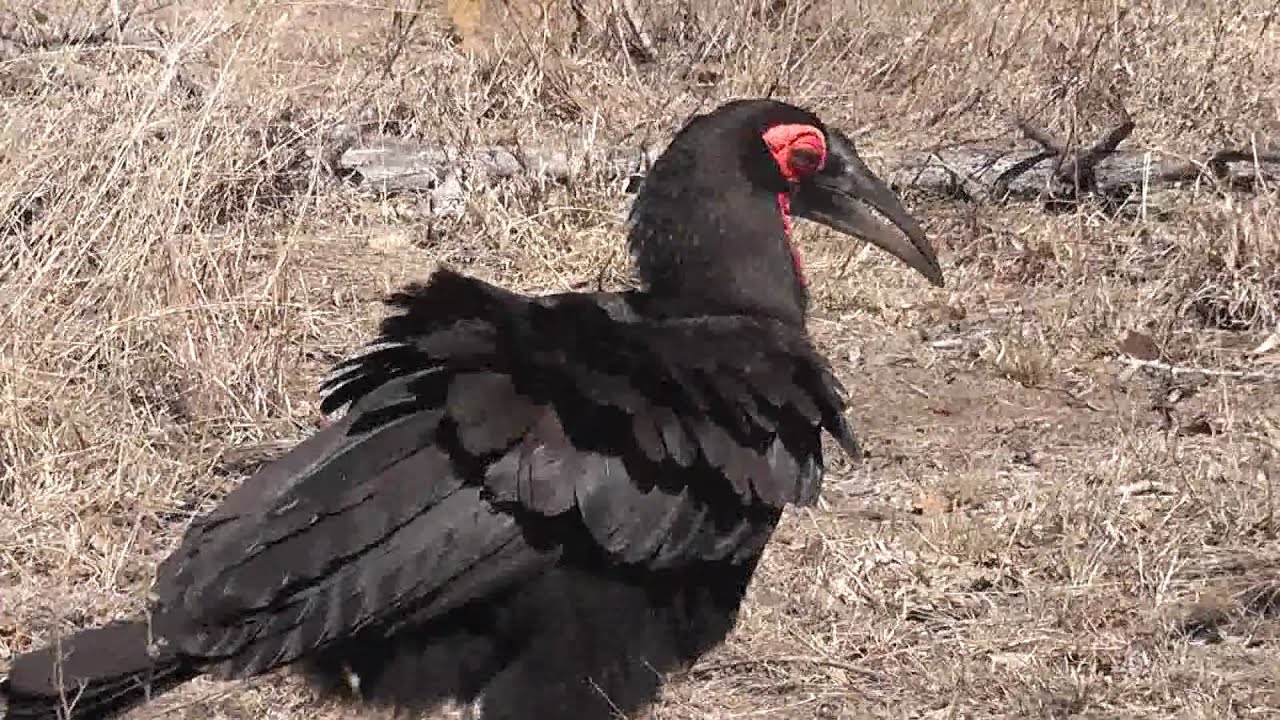 Southern Ground-hornbill (Bucorvus leadbeateri)