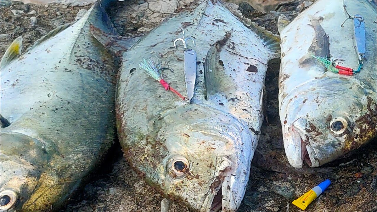 വറ്റ പാര ചാകര🤯