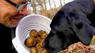 Potato Harvest Fail? Mbe…