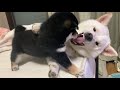 柴犬生後35日目 1.48キロ