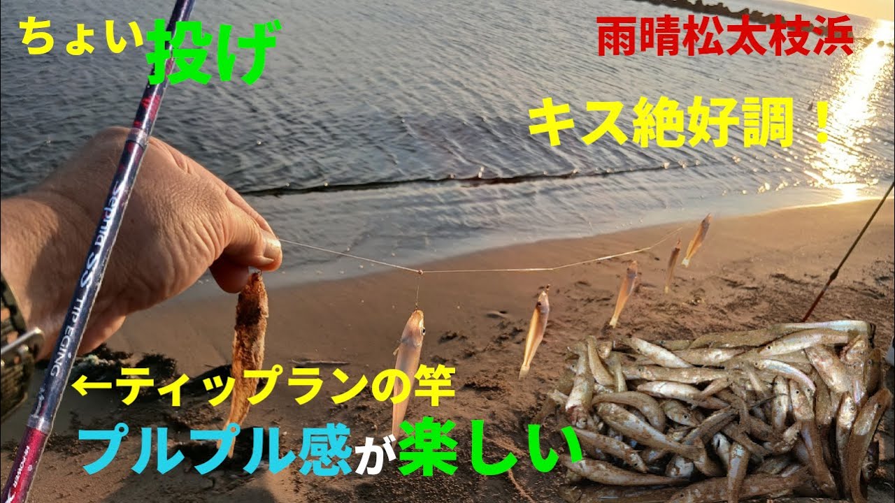 柔らか竿と軽オモリで楽しさ倍増なちょい投げキス釣り