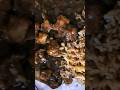 #food #paneermanchurian #vegfriedrice #indianfood #karnataka #trending #shortvideo #shorts