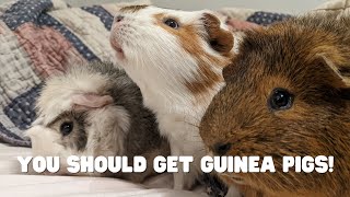 This Is Why You Should Get A Guinea Pig!