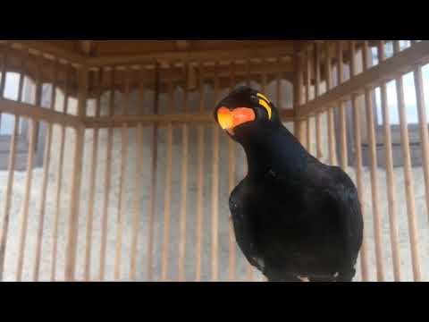 COMMON HILL MYNA BIRD WHISTLE SOUNDS