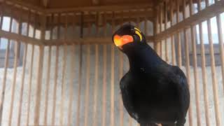 COMMON HILL MYNA BIRD WHISTLE SOUNDS