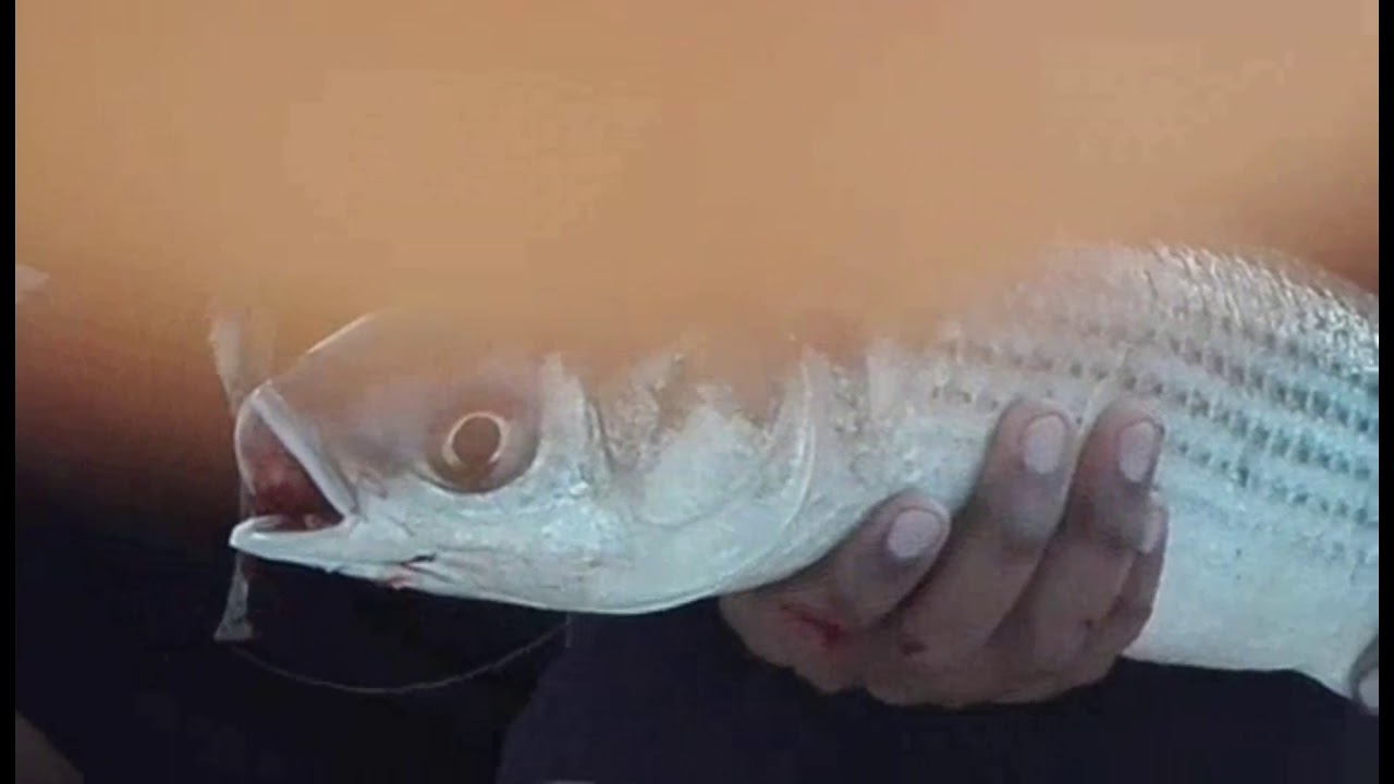 Cuttlefish & Large Mullet Caught on Lures!!! - YouTube