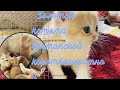 🤩 ЗОЛОТЫЕ КОТЯТА😻БРИТАНСКАЯ КОРОТКОШЕРСТНАЯ🧡GOLDEN KITTENS🧡