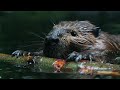 Meet the beaver species in China, cute and intelligent