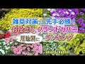 雑草に先手必勝🚩お役立ち【グランドカバープランツ】用途別にランキング🍃Useful ground cover plants to plant before weeds emerge🌱