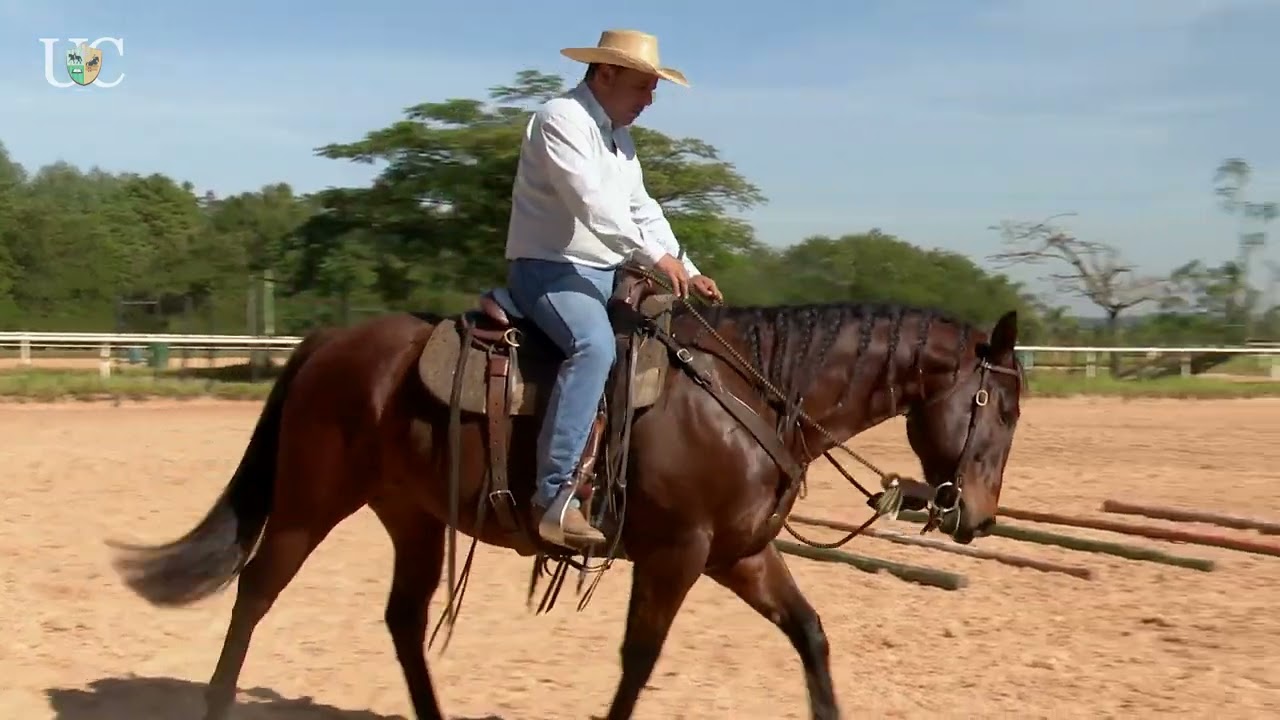 TV UC - Potro que Não Quer Andar Para Frente 