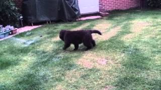 Newfie water chaser! by TonkineseKitty 137 views 11 years ago 1 minute, 12 seconds