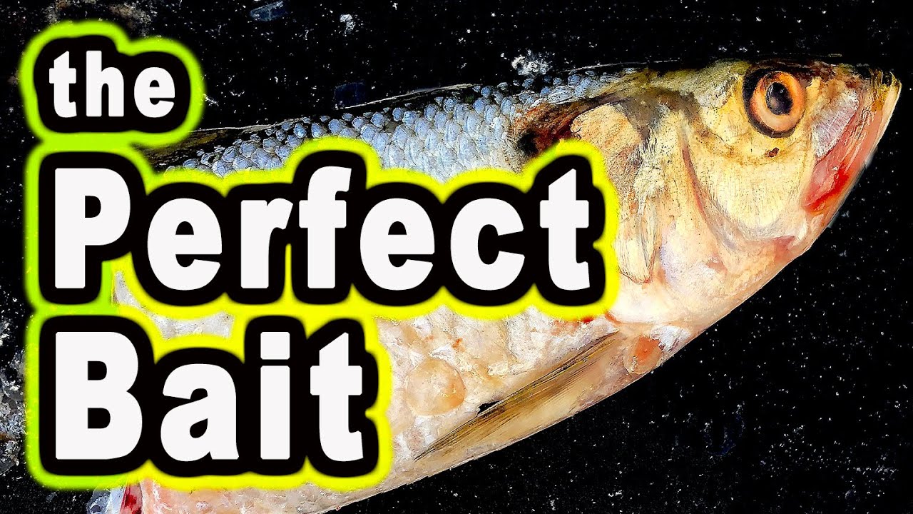 How to Catch Skipjack - The Ultimate Catfish Bait 