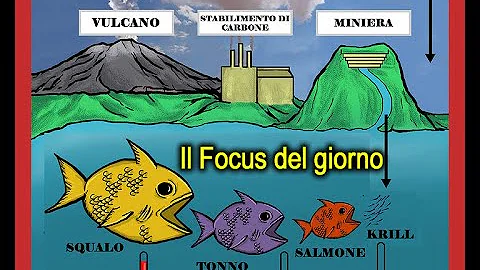 Quali sono i pesci ricchi di mercurio?