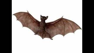 3D Model Bat Review