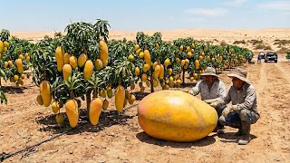 They Were Able to Grow Mangoes  in the Desert – Will the Results Meet Expectations II Process Vision