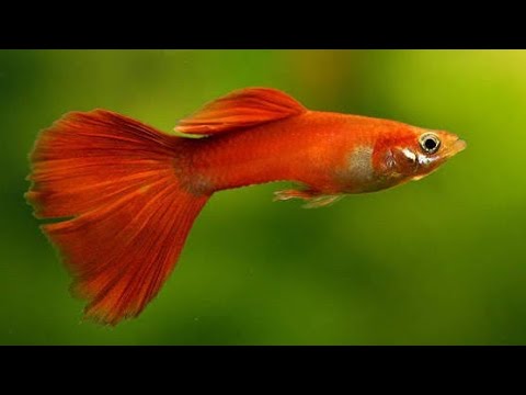 4-pakan-alami-ikan-guppy-agar-cepat-besar-dan-tambah-cantik
