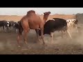 Camel vs bull fight