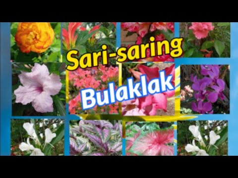 Video: Dyschidia (29 Mga Larawan): Pag-aalaga Ng Isang Bulaklak Sa Bahay, Mga Pagkakaiba-iba Ng Russifolia At Ovata, Scallop At Nummularia, Raffleza At Hirsut