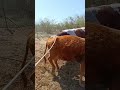 Daily life diary of a rural cattle farmer #2
