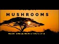 BEST OF THEM MUSHROOM ZILIZOPENDWA MIXED BY DJ NDOCHEZ KENYA META ENTERTAINMENT  #zilizopendwa Mp3 Song