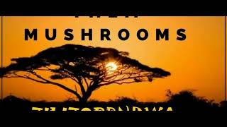 BEST OF THEM MUSHROOM ZILIZOPENDWA MIXED BY DJ NDOCHEZ KENYA META ENTERTAINMENT  #zilizopendwa