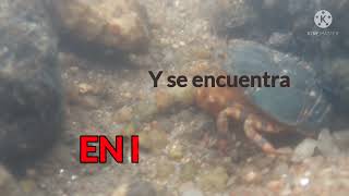 Aegla Concepcionensis Cangrejito Tigre. En Peligro De Extinción