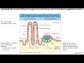 Lecture 10a mucosal immunology