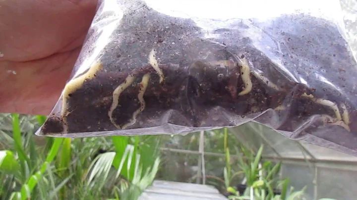 How to Germinate Palm Seeds Easily