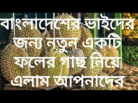 ভিডিও: ডুরিয়ান কোন ধরণের ফল?