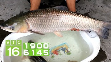 Phòng trị bệnh virus mùa xuân trên cá | VTC16