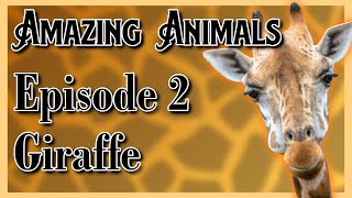 Amazing Animals - #2 Giraffe - Rain & Pours