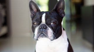 Boston Terrier puppy care guide