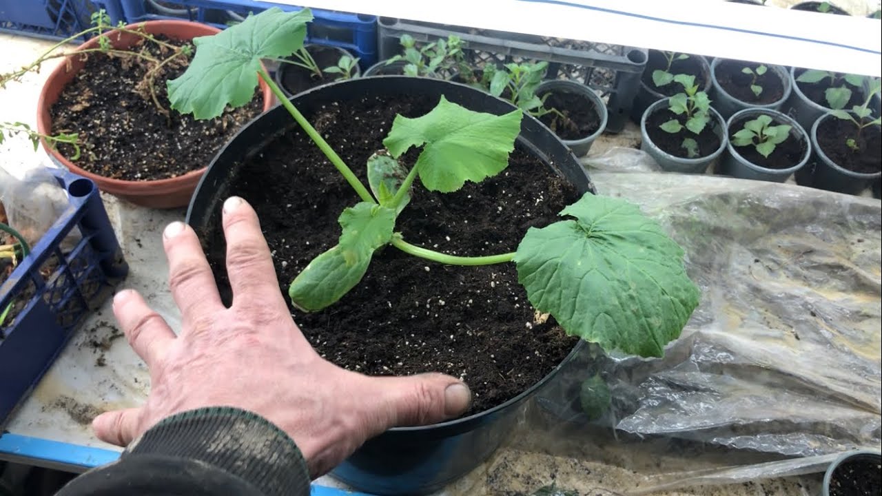 Покажу долю кабачків, помідорів і цибулі 🧅 