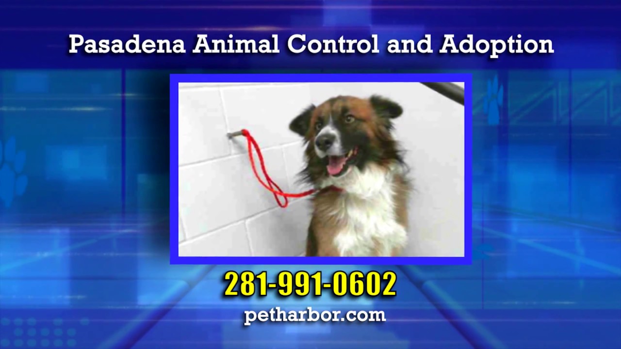 weather channel pasadena md Adopt A Pet 1096
