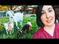 Our RETIRED GOAT loves to babysit AND it's the CUTEST