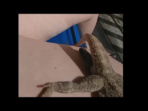 funny-lizard,-poops-on-girl---is-he-trying-to-impress-her?
