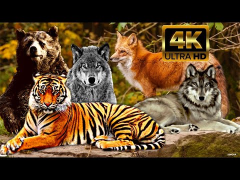 Wildlife sound in animal universe: Lion, Wolf, Hare, Deer, Bear,...