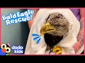 Bald Eagle Tries Not To Be Angry With Her Rescuers | Rescued! | Dodo Kids