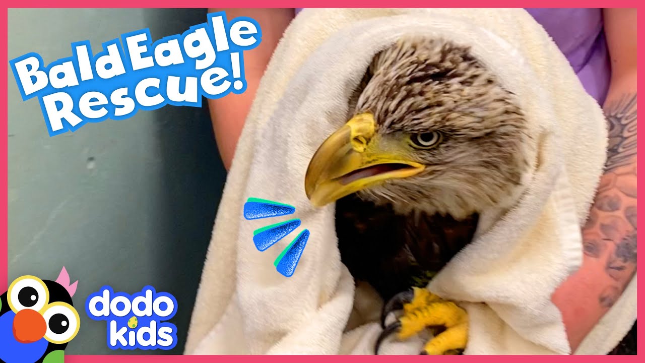 Bald Eagle Tries Not To Be Furious With Her Relatives