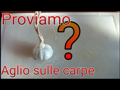 Video: Come Catturare Le Carpe Su Un Alimentatore