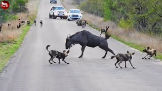 Packs of wild dogs capture wildebeest - What Happen Next
