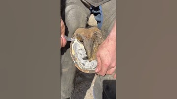 Cleaning out a horses sole (hoof trimming) #farrier #horse