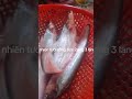 CÁ KẾT SÔNG - ĐẶC SẢN CÁ SÔNG THIÊN NHIÊN AN GIANG