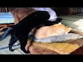 猫ってなんでわざわざ踏んで行くの？Because I love you
