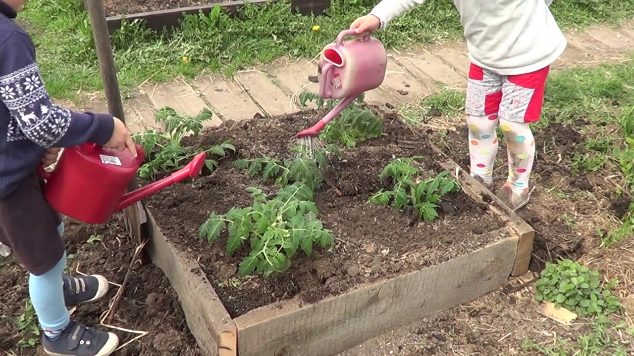 Всходы в огороде//Грядки для дет@й - YouTube