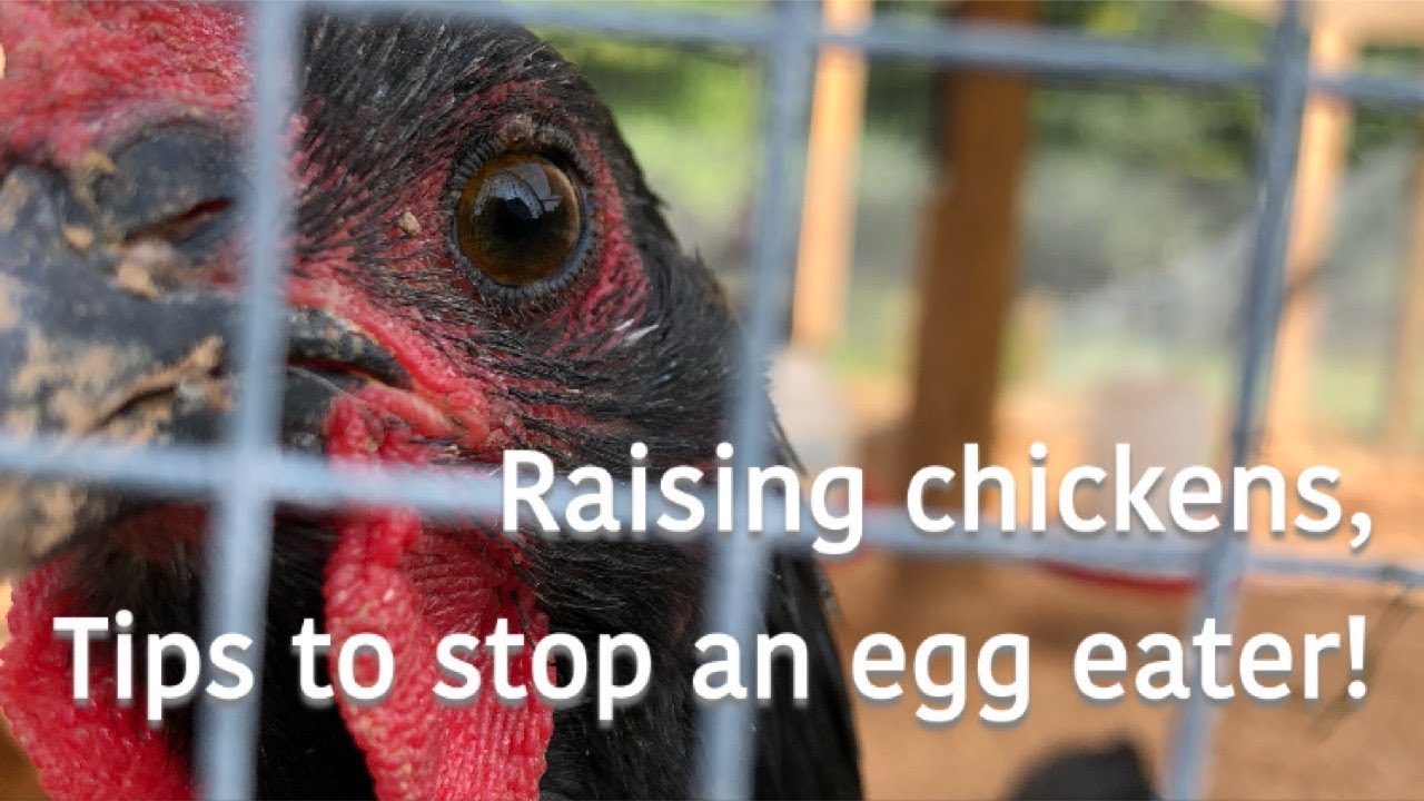 Raising chickens, tricks for stopping an egg eater.