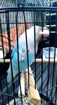 Pancingan lovebird ngekek panjang