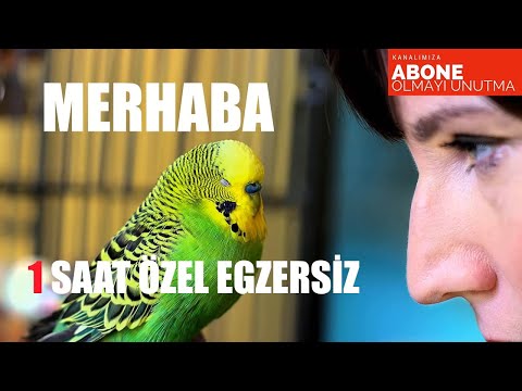 Merhaba Ses Kaydı Muhabbet Kuşu Konuşturma Egzersizi ( Kadın Sesi )